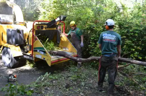 tree services Sunnyside